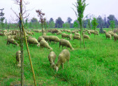 Il Golfo Agricolo di Segrate